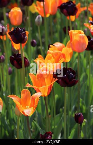 Ein lebendiger Farbteppich, in dem feurige Orangen und tiefe Rottöne zwischen dem grünen Laub tanzen. Stockfoto
