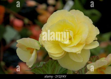 Nahaufnahme der leuchtenden, tuberösen Begonien „Jean Blair“ mit großen, gerafften gelben Blüten und weichem Hintergrund. Stockfoto