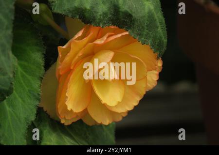 Nahaufnahme der leuchtenden, tuberösen Begonien „Jean Blair“ mit großen, gerafften Blüten in Aprikosentönen, umrandet von Orange. Stockfoto