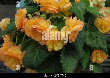 Nahaufnahme der leuchtenden, tuberösen Begonien „Jean Blair“ mit großen, gerafften Blüten in Aprikosentönen, umrandet von Orange. Stockfoto