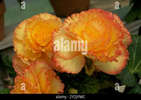 Nahaufnahme der leuchtenden, tuberösen Begonien „Jean Blair“ mit großen, gerafften Blüten in Aprikosentönen, umrandet von Orange. Stockfoto