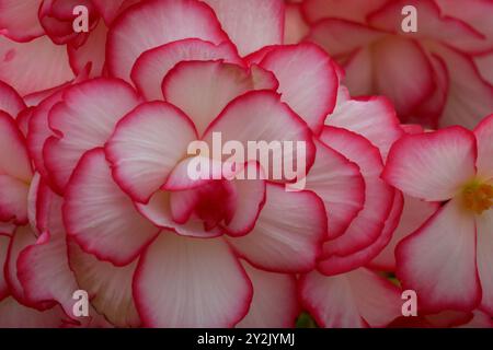 Nahaufnahme der leuchtenden, tuberösen Begonien „Jean Blair“ mit großen, gerafften Blüten in Aprikosentönen und rosa umrandet. Stockfoto