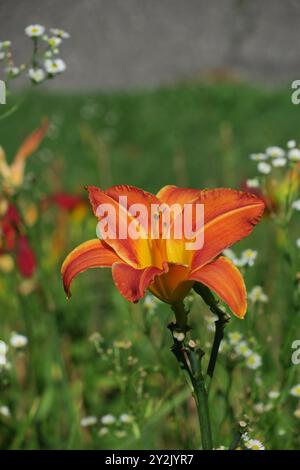 Hemerocallis fulva Zierlienblüte in Blüte, mit orangen Blüten und Knospen und einem weichen Hintergrund. Stockfoto