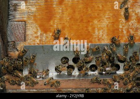 Nahaufnahme eines hölzernen Bienenstockeingangs mit vielen italienischen Honigbienen um die Öffnungen, die den Bienenstock betreten und verlassen. Stockfoto