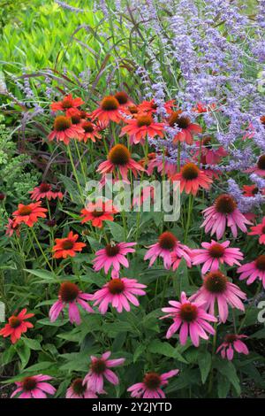 Coneflower Echinacea Ruby Star mit rot-rosa Blüten Stockfoto