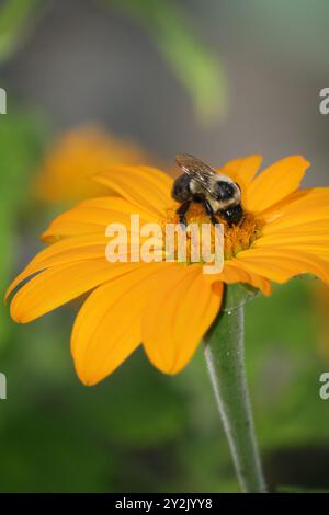 Die hellgelb-orange Heliopsis helianthoides „Summer Sun“ falsche Sonnenblume zieht eine Honigbiene mit weichem Hintergrund an. Stockfoto