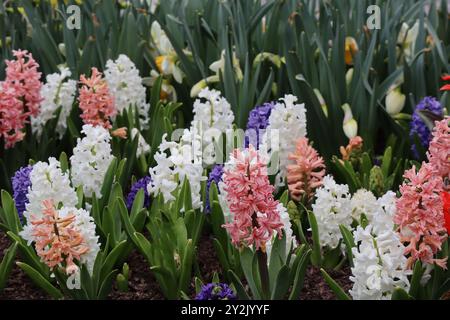 Ein lebendiger Garten mit farbenfrohen Hyazinthen in Rosa-, weiß- und Lila-Tönen, umgeben von üppig grünen Blättern. Stockfoto