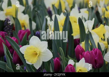 Ein lebendiger Garten mit einer Mischung aus gelben und weißen Narzissen, lila Tulpen und üppig grünen Blättern. Stockfoto