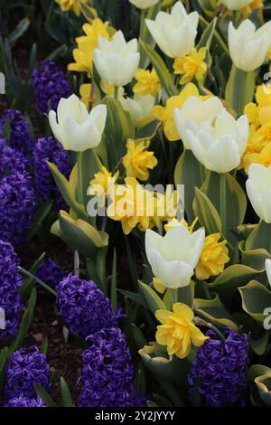 Ein lebendiges Gartenbett mit blühenden Blumen. Hervorzuheben sind weiße Tulpen, hellgelbe Narzissen und tiefviolette Hyazinthen. Stockfoto