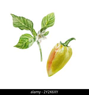 Paprika. Grünes Gemüse mit Blättern und Blüte. Botanische Aquarellillustration isoliert. Vegetarisch, Erntetagskarten, Lebensmittelverpackungen, Etiketten Stockfoto