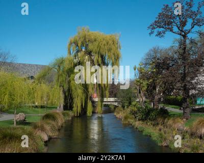 Der Avon River am Victoria Square, Christchurch, Neuseeland, Aotearoa mit Trauerweide. Stockfoto