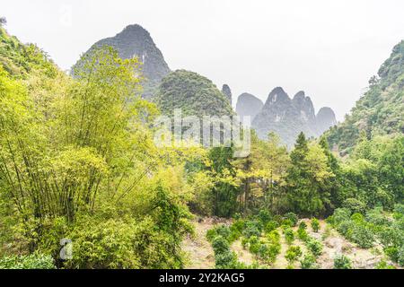 Bambus und Tee umgeben von Kalksteinbergen in Xing Ping, Guilin, China Stockfoto