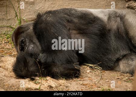 Gorilla schläft Stockfoto