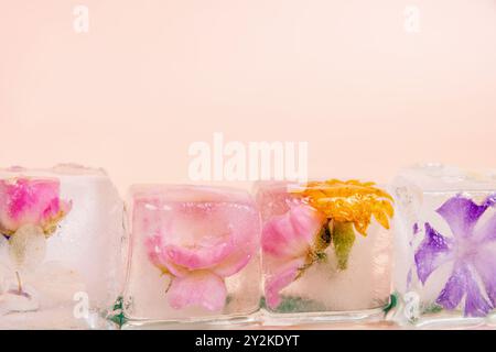 Nahaufnahme von vier Eiswürfeln mit verschiedenen Blumen, die innen gefroren sind. Die Eiswürfel stehen vor einem rosafarbenen Hintergrund. Kopierbereich für Werbung Stockfoto