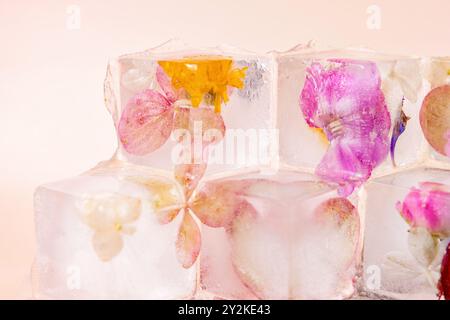 Zarte rosa und gelbe Blütenblätter werden in Eiswürfeln gefroren. Die Blumen sind wunderschön im Eis erhalten und zeigen ihre natürliche Schönheit Stockfoto