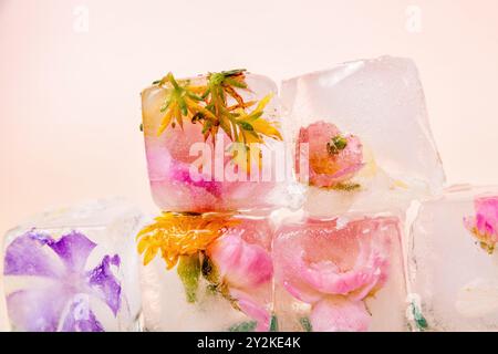 Nahaufnahme von rosa Rosen und gelben Blüten, die in Eiswürfeln gefroren sind. Die Blumen sind zart und schön, und die Eiswürfel sind klar und funkelnd Stockfoto