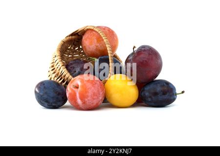 Lebendige Sammlung von verschiedenen Pflaumen aus einem Korb auf weißem Hintergrund, die farbenfrohe und frische Früchte der Saison für eine gesunde Ernährung darstellen Stockfoto