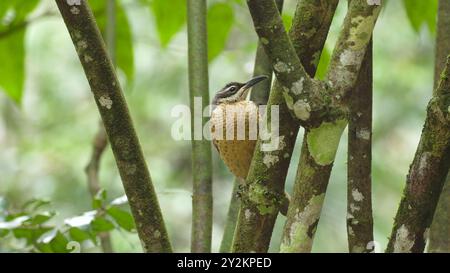 Unreife männliche oder weibliche viktorias Schützenvogel, der auf einem Baumstamm sitzt Stockfoto