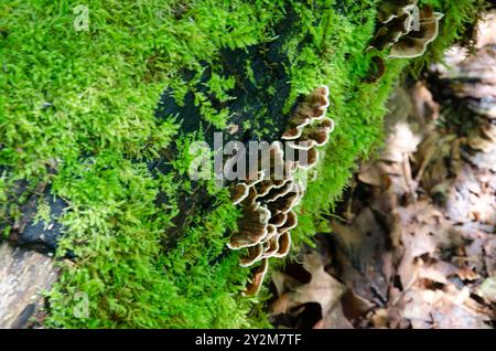 California Fung, Truthahn Schwanz Pilze, Trametes versicolor wachsen ein Moos bedeckte alte, verfallene Baumstämme in einem Wald Stockfoto