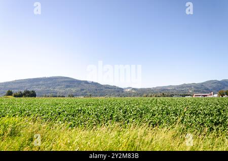 Landwirtschaftsbetriebe in Mission, Fraser Valley, British Columbia, Kanada Stockfoto