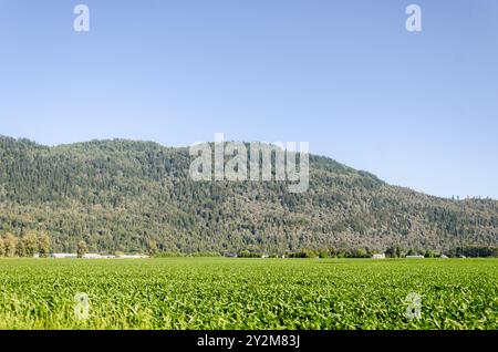 Landwirtschaftsbetriebe in Mission, Fraser Valley, British Columbia, Kanada Stockfoto