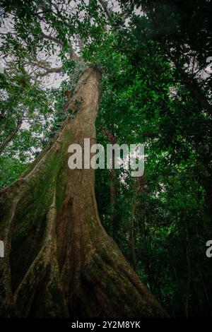 Sehr alter Baum mit riesigen Wurzeln und voller Moos, der am Strand in costa rica kühn steht. Ansicht nach oben Stockfoto
