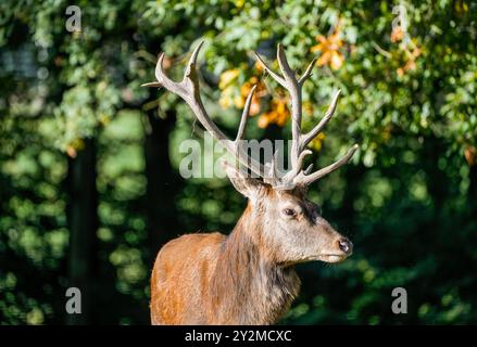 Porträt eines Rothirsches mit Geweih in der Natur. Cervus elaphus. Stockfoto