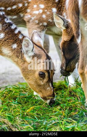 Sika-Hirsch in der Natur. Tiere in Nahaufnahme. Stockfoto