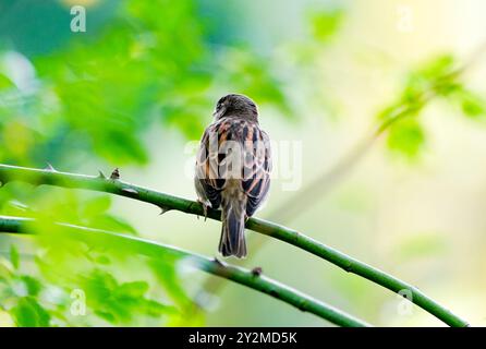 Porträt eines Spatzes. Vogel, der auf einem Ast vor einem grünen Hintergrund in der Natur sitzt. Passanten. Stockfoto