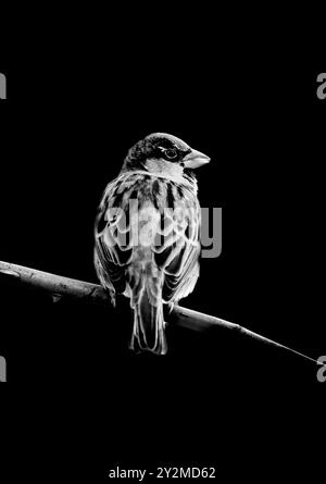 Porträt eines Spatzes. Vogel sitzt auf einem Ast vor schwarzem Hintergrund. Passanten. Tierposter in Schwarz-weiß. Stockfoto