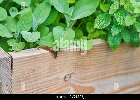 Foto von brauner Schnecke, die Gartengemüse angreift Stockfoto