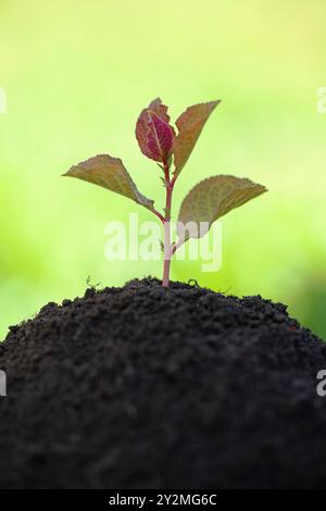 Kleiner Keimling in fruchtbarem Boden, ökologisches Konzept Stockfoto