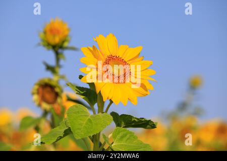 Wunderschöne blühende Sonnenblume, Helianthus, wächst auf landwirtschaftlichem Feld an einem sonnigen Tag im Spätsommer. Stockfoto