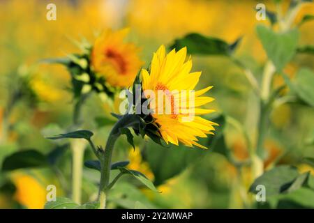 Wunderschöne blühende Sonnenblume, Helianthus, wächst auf landwirtschaftlichem Feld an einem sonnigen Tag im Spätsommer. Stockfoto