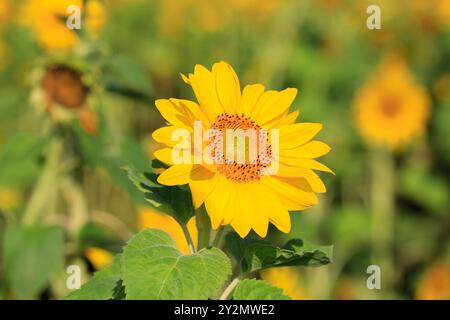 Wunderschöne blühende Sonnenblume, Helianthus, wächst auf landwirtschaftlichem Feld an einem sonnigen Tag im Spätsommer. Stockfoto