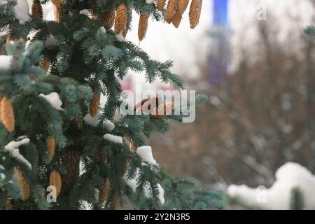 Weißflügelkreuzschnabelmännchen, das an Fichte-Kegeln ernährt. Kreuzschnabel auf Fichte im Winter Stockfoto