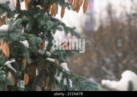 Weißflügelkreuzschnabelmännchen, das an Fichte-Kegeln ernährt. Kreuzschnabel auf Fichte im Winter Stockfoto