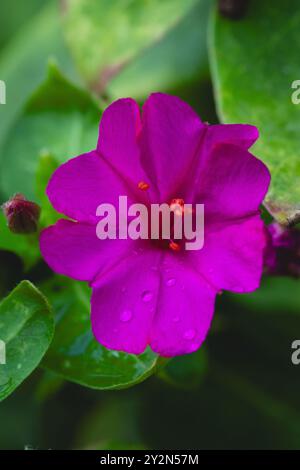 Nahaufnahme der violetten täglichen Blume mirabilis jalaba Stockfoto