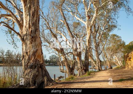 River Red Gums am River Murray, Swan REACH, South Australia, Australien Stockfoto