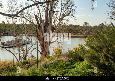 Die Fähre über den Fluss Murray, Swan REACH, South Australia, Australien Stockfoto