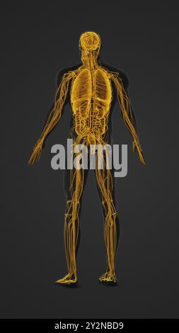 Menschlicher Körper mit hervorgehobenen Organen und Nerven Anatomie Stockfoto