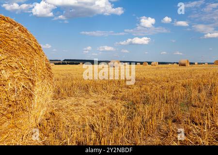 Ein gemähtes Weizenfeld mit Strohstapeln. Stockfoto