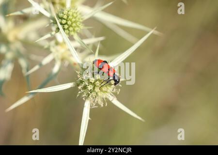 Roter und schwarzer Käfer - Trichodes apiarius Stockfoto