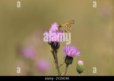 Silber-spotted Skipper - Hesperia Komma Stockfoto