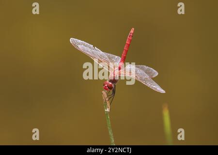 Rotgeäder Darter Libelle männlich - Sympetrum fonscolombii Stockfoto