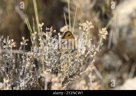 Dunkler Heidenschmetterling - Coenonympha dorus Stockfoto