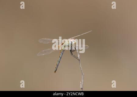 Rotgeäderte Darter Libelle weiblich - Sympetrum fonscolombii Stockfoto