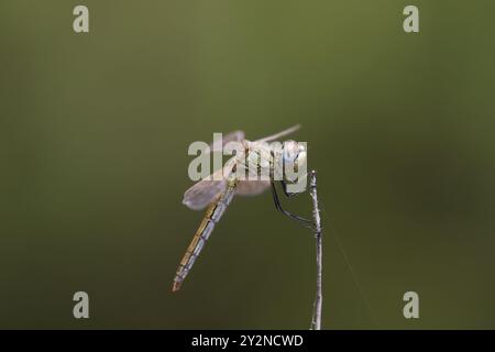 Rotgeäderte Darter Libelle weiblich - Sympetrum fonscolombii Stockfoto