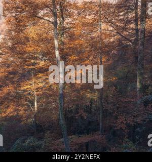 Der Buchenwald La Grevolosa in Katalonien, die Herbstfarben der Laubbäume im nördlichen Laubwald-Biom Stockfoto