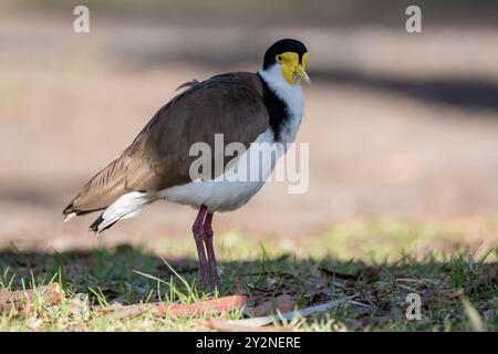 Maskierter Kiebling, Vanellus Miles, ssp. Novaehollandiae, auf dem Boden, Campingplatz, NSW, Australien Stockfoto